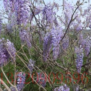 海淀苗木果樹(shù)紫藤