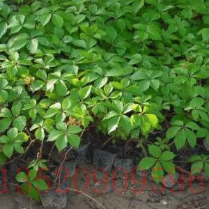 順義苗木果樹(shù)五葉地錦