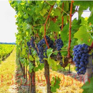 昌平苗木果樹(shù)葡萄樹(shù)