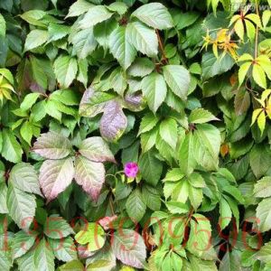 大興苗木果樹(shù)爬山虎