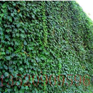 朝陽(yáng)苗木果樹(shù)扶芳藤