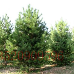 朝陽(yáng)苗木果樹(shù)批發(fā)油松