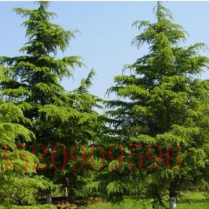 大興苗木果樹(shù)批發(fā)雪松