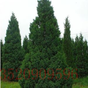 房山苗木果樹(shù)塔松