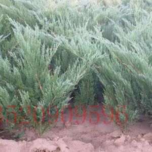懷柔苗木果樹(shù)批發(fā)沙地柏