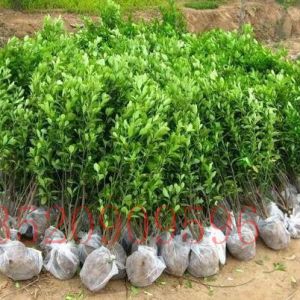 順義苗木果樹(shù)批發(fā)黃楊