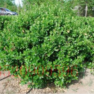 豐臺(tái)苗木果樹(shù)批發(fā)黃楊球