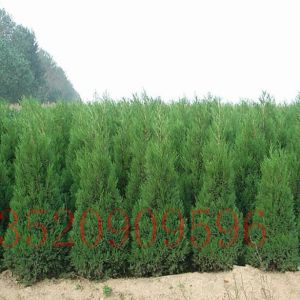 石景山苗木果樹(shù)批發(fā)側(cè)柏