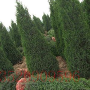 房山苗木果樹(shù)批發(fā)儈柏