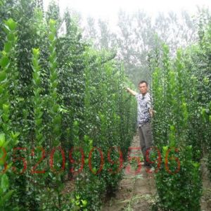 昌平苗木果樹(shù)批發(fā)北海道黃楊