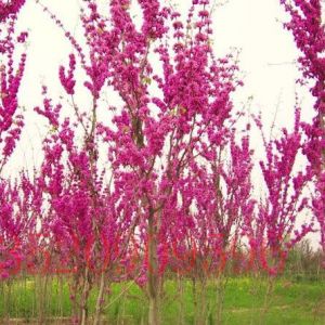 房山苗木果樹批發(fā)紫荊