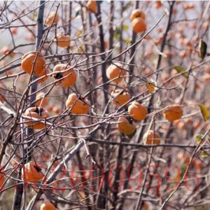 海淀苗木果樹批發(fā)柿子樹