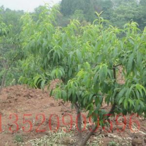 豐臺苗木果樹批發(fā)桃樹