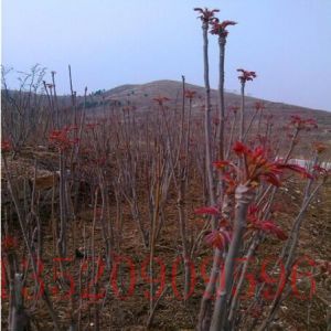 昌平苗木果樹批發(fā)香椿樹