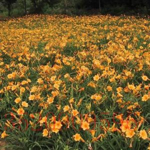 順義苗木花卉批發(fā)萱草